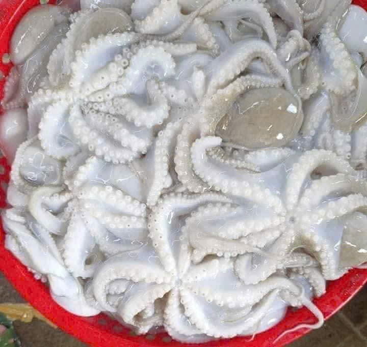 Tuộc sữa – Khay 500gr