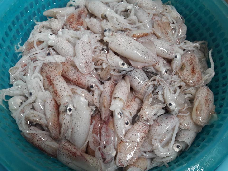 Mực Sim Trứng – Khay 500gr